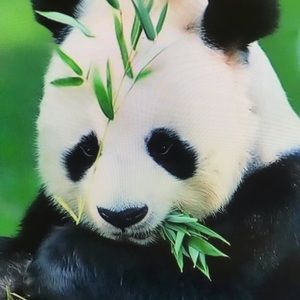 Meet your Posher, Eden